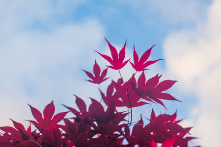 Red maple leaves with blue sky blurred background,の写真素材