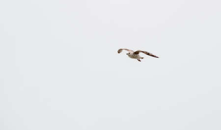 one Seagulls flying Bird Seagull seaside animal nature fly