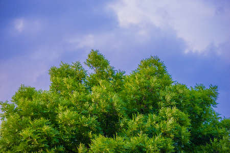 A green tree against a cloudy sky. Green crown of a large tree. The texture of a blue cloudy sky.