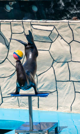 making sea lion balancing a ball on his noseの写真素材