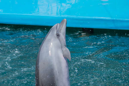 a flock of dolphins jump out of the water. dolphins show in the pool. dolphins jumping over the rope