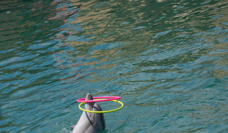 A dolphin plays with a hoop in poolの写真素材