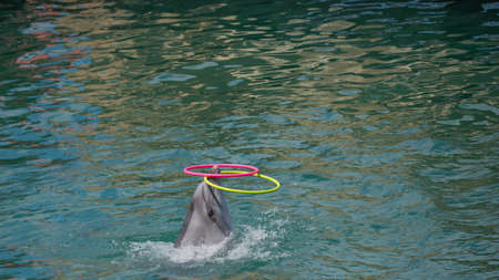 A dolphin plays with a hoop in poolの写真素材