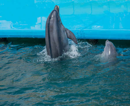 a flock of dolphins jump out of the water. dolphins show in the pool. dolphins jumping over the rope
