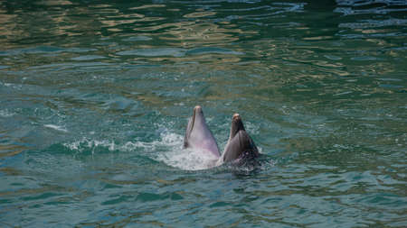 Pair of dolphins dancing in light-blue water