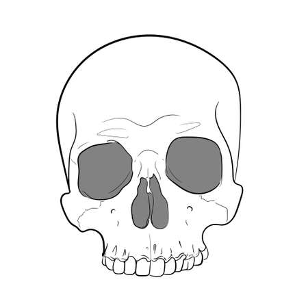 Vector of Skull hand drawing Illustration Black and Whiteのイラスト素材