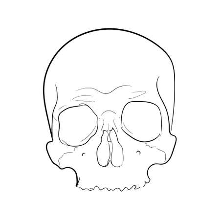 Vector of Skull hand drawing Illustration Black and Whiteのイラスト素材
