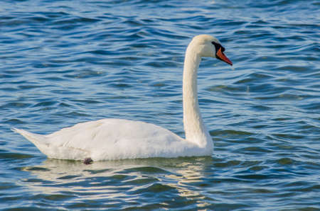 Close-up portrait of a white Swan on the water. white Swan in the seaの写真素材