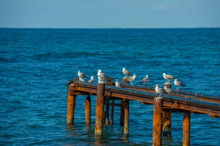 Seagulls sat on top of an old rusty dock in anapa. that had fallen into disrepair. Their white feathers create a great contrast to the dark blue sea water around them.の写真素材