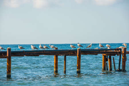 Seagulls sat on top of an old rusty dock in anapa. that had fallen into disrepair. Their white...