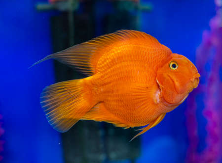 Beautiful bright orange red parrot close up cichlid in an aquarium.