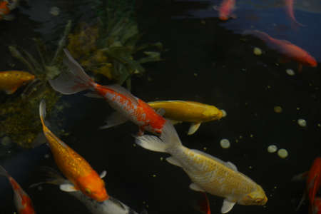 Colourful charming Koi Carp Fishes moving in pond with shadow and light reflection, Carp fishes swims under water surface.の写真素材