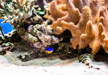 Underwater life of a hard-coral reef, Red Sea, Egypt.