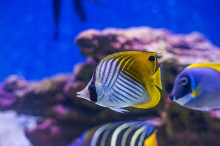 Yellow-faced Angelfish swimming over a tropical coral reef.の写真素材