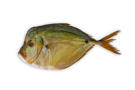 Smoked Selene setapinnis, also known as Atlantic moonfish or Vomer setapinnis, on a white background.の写真素材