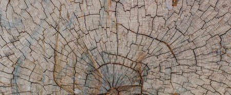 Close up wood texture of cut tree trunk