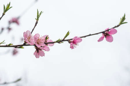 Wild cherry or cherry blossoms in the spring season. Branches on a tree against the sky. Pink...