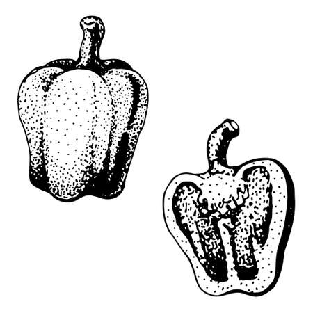 Two sweet bell peppers. Vector vintage engraved illustration for menu, poster, web. Isolated on white backgroundのイラスト素材