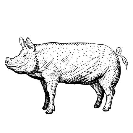 pig sketch, freehand drawing, vector black and white illustration. pig icon on white background, isolatedのイラスト素材