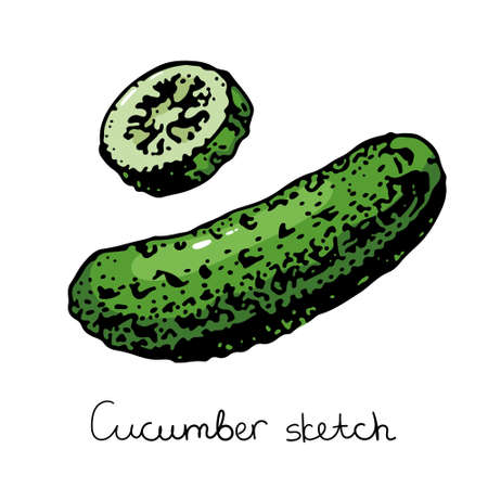 Fresh cucumber half and sliced vector illustration.のイラスト素材