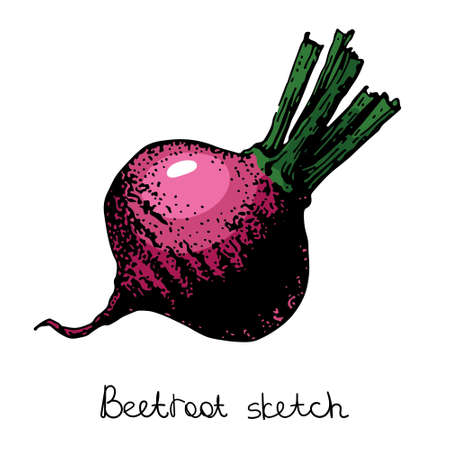 beetroot sketch, color vector illustration. isolated on a white background.