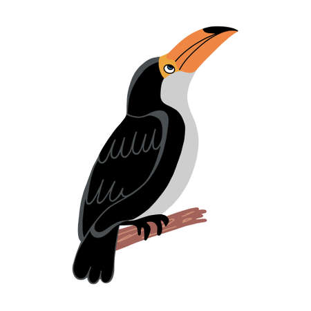 Toucan vector isolated on white. Toucan bird cartoon character. South America faunaのイラスト素材