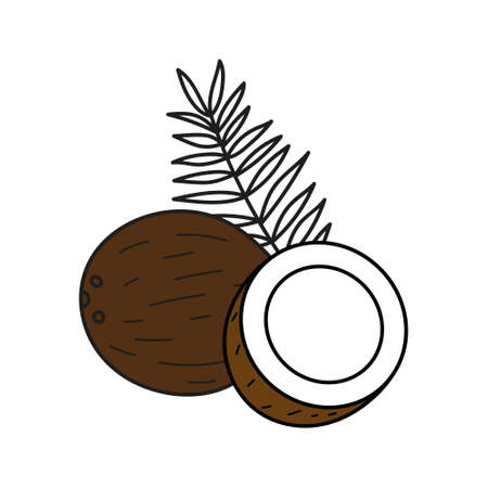 coconut isolated on white background. vector illustration of colorful half and whole of juicy coconut. Fresh cartoon.のイラスト素材