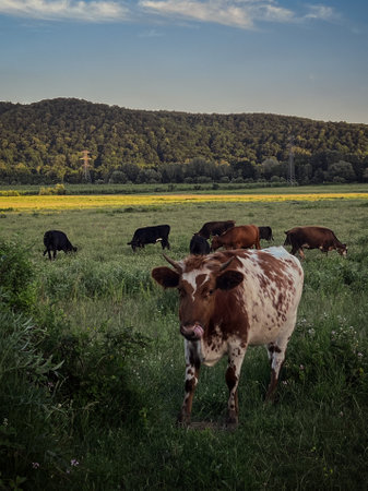 Cows herd on a grass field during the summer at sunset. A cow is looking at the camera