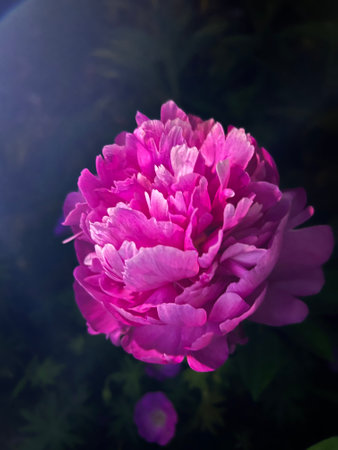 Close-up of a pink rose on a dark background. High quality photoの写真素材