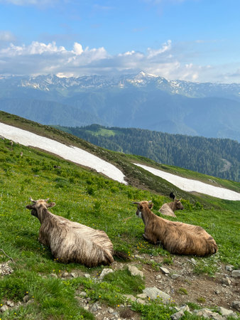 Cows in pasture on alpine meadow mountains on background.の写真素材