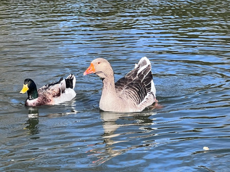 Grey geese swim on river water on a sunny dayの写真素材