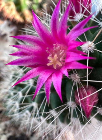 Mammillaria Smschumannii, an In door Cactus with its flower blooms nicely in the pot, and great green plant background tooの写真素材