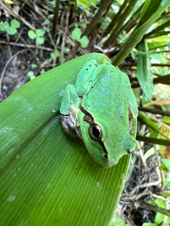 frogs, tree frogs, dumpy frogs with a dark background