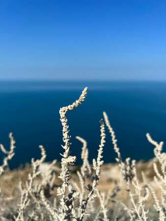 Anapa Krasnodar Russia sea view with plantsの写真素材