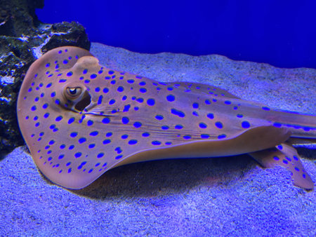 Blue spotted stingray Taeniura lymma