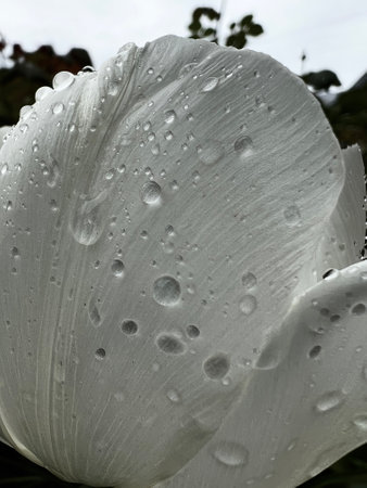 drops of water, rain on a rose petal close-upの写真素材