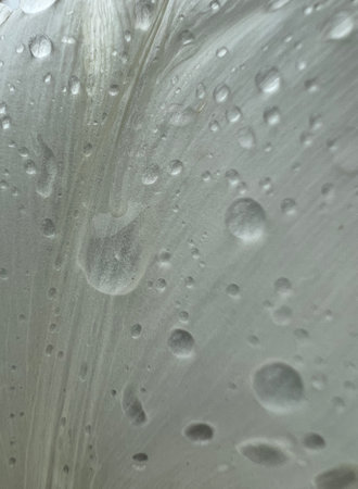 drops of water, rain on a rose petal close-upの写真素材