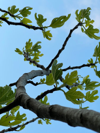 fig tree branch on a blue sky background