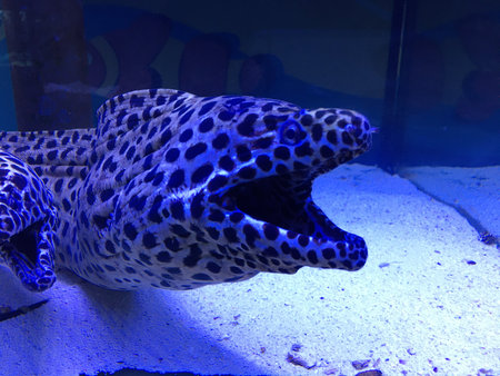 Yellowmouth Moray Eel Looks out through a hole on a coral reef