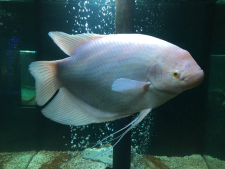 Albino Giant Gourami Osphronemus goramy, Freshwater fish