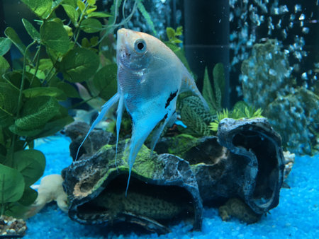 portrait of a zebra Angelfish in tank fish with blurred background Pterophyllum scalare