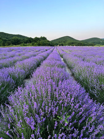 blooming lavender field, evening lighting, mountains in the background, vertical photo format