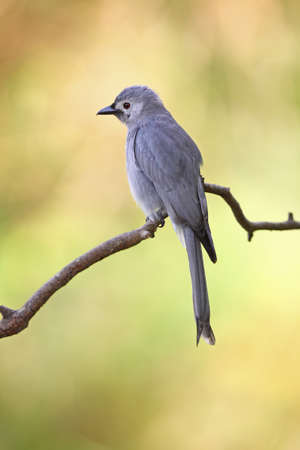 Ashy drongo