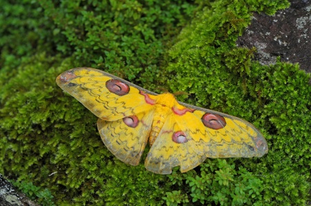 Mothの写真素材