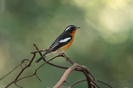 Bird(Mukimaki flycatcher)の写真素材