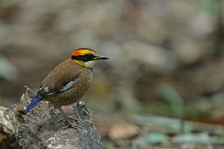 Banded pitta(female)の写真素材