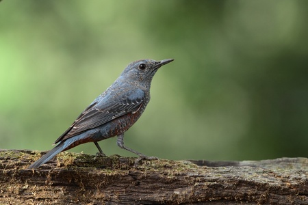 Blue rock thrushの写真素材