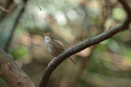Singing bird (Puff-throated Babbler)の写真素材