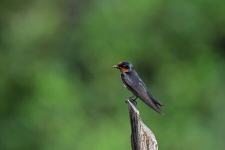 Barn Swallowの写真素材