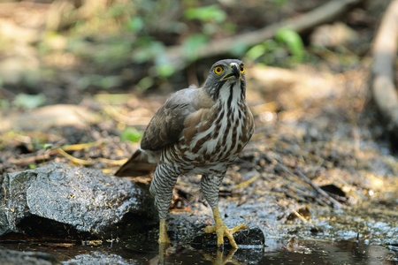 Crested Goshawkの写真素材